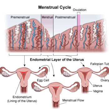 Menstrual flow